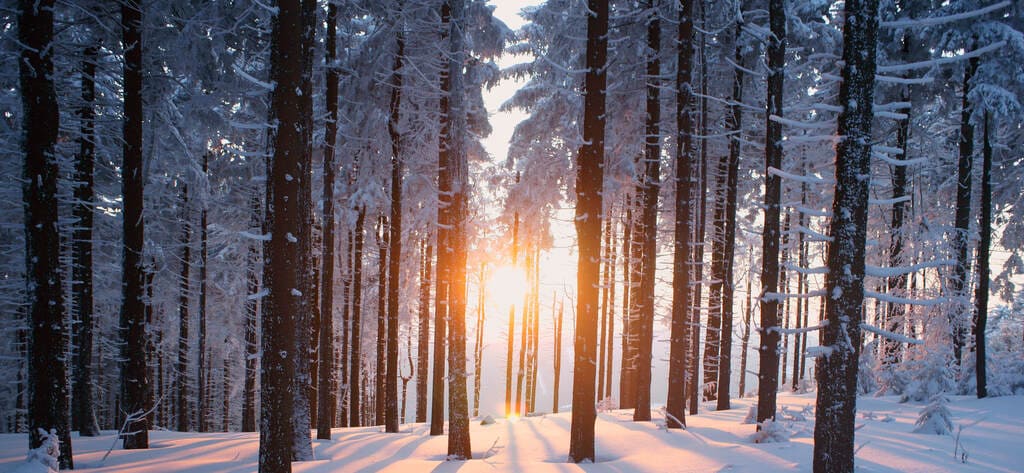 Wald-im-Winter